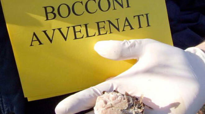 bocconi-avvelenati