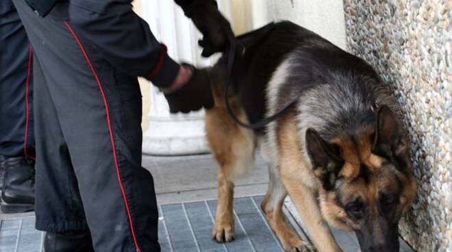 unità-cinofila-carabinieri