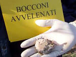 bocconi avvelenati