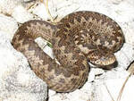 vipera