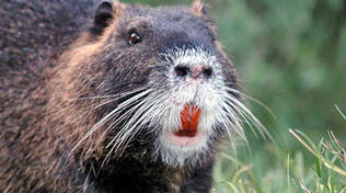 nutria