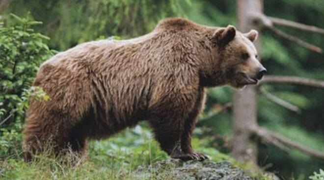 Orso-darfo-valcamonica