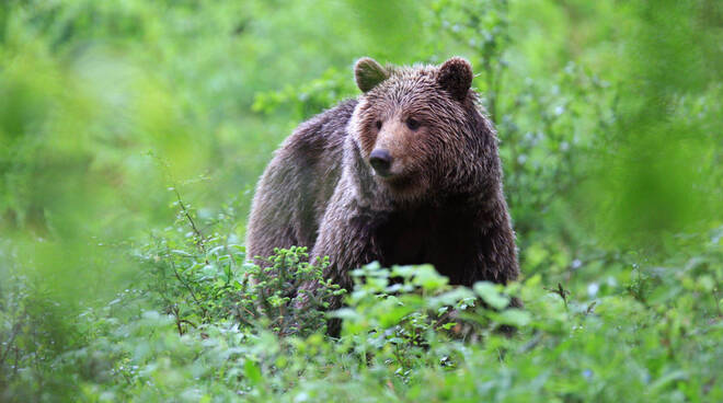 orso bruno