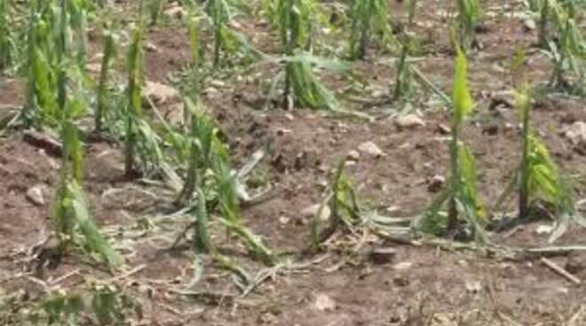 Agricoltura, maltempo: segnalazioni entro il 21 agosto per risarcimento danni