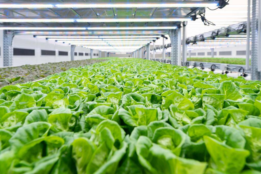 Vertical farm di Kilometro Verde