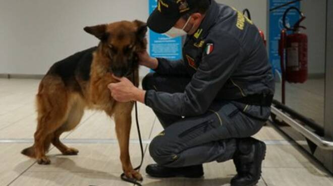 unità cinofila cani Guardia di Finanza cash dog