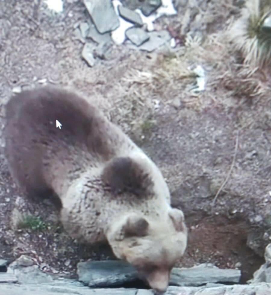 orso Bagolino