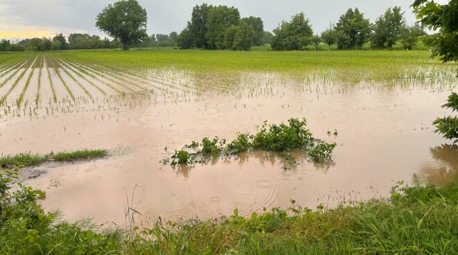 Agricoltura campi allagati a remedello e verolavecchia