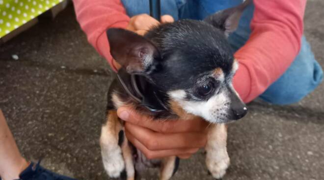 cagnolino abbandonato chiesa