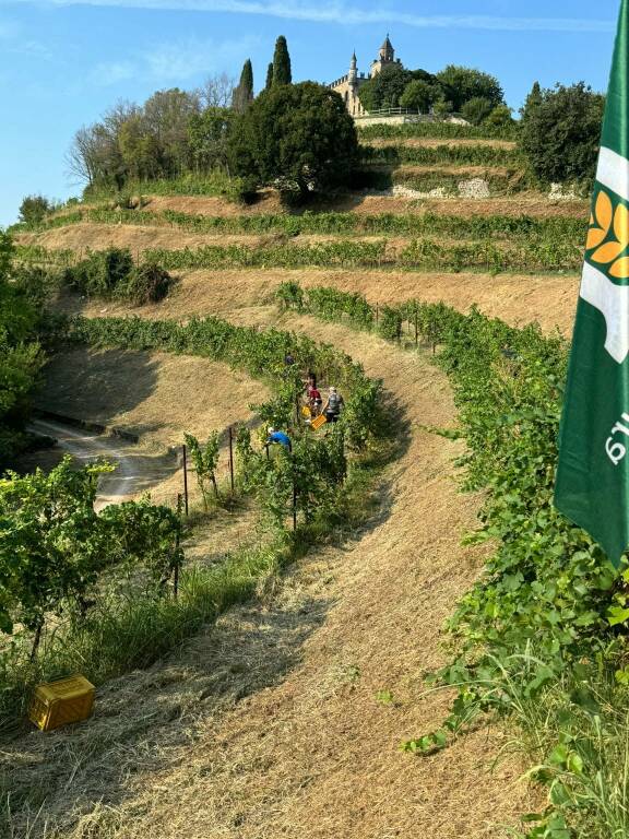 Franciacorta vendemmia filari uva vigneti