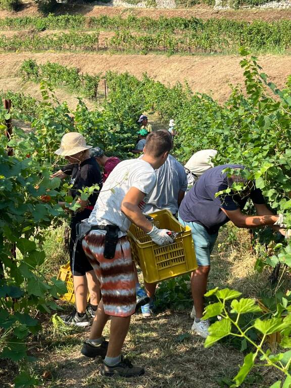 Vendemmia filari uva vigneti