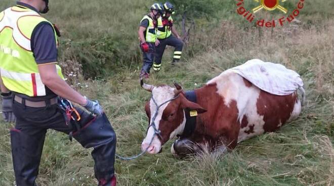 mucca salvata vigili del fuoco