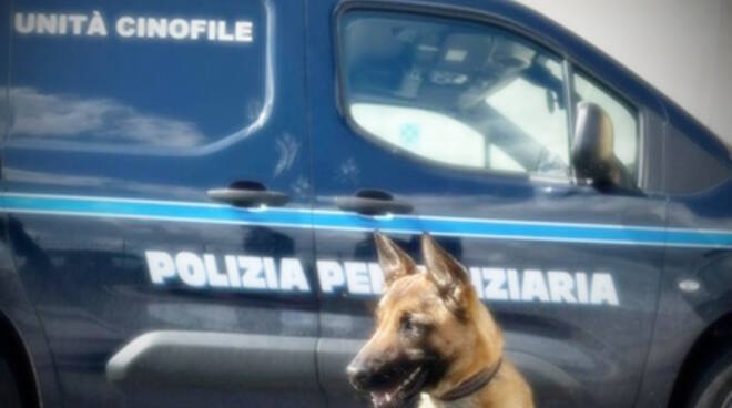 Unità cinofila cani antidroga polizia penitenziaria canton mombello