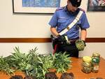 carabinieri coltivazione cannabis