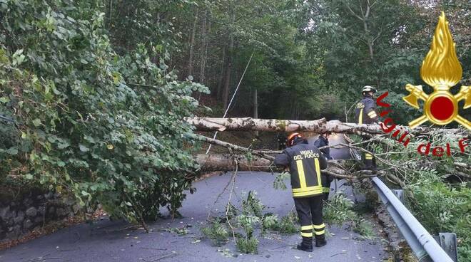 Edolo albero sui cavi dell'alta tensione Vigili del fuoco